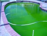 Algaölők,és algaölő tartalmú szerek